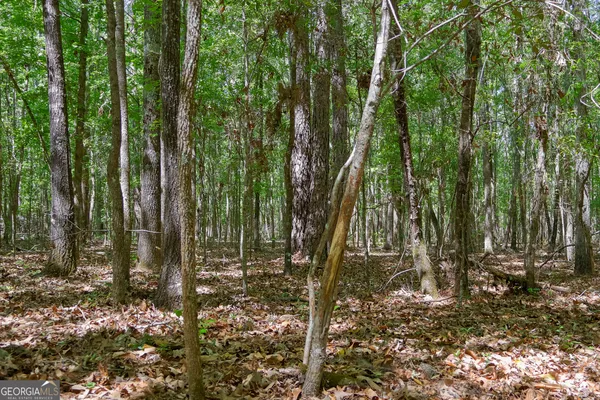 a view of a forest filled with trees