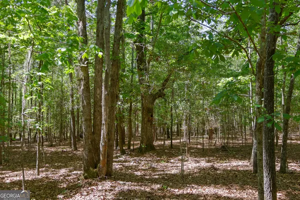 a view of a yard with trees