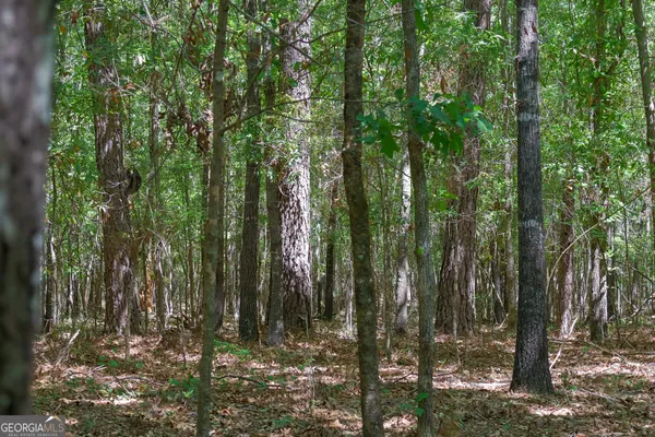 a view of forest