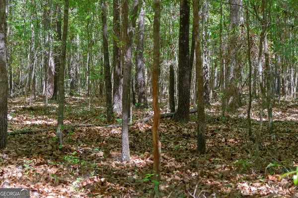 a view of lots of trees