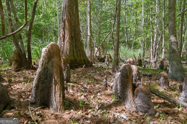 a view of forest