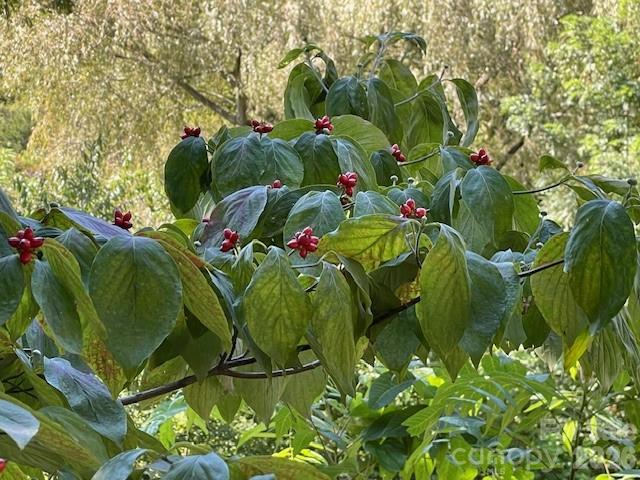 271 Wiggins Road Candler, NC 28715 - Photo 12 of 19