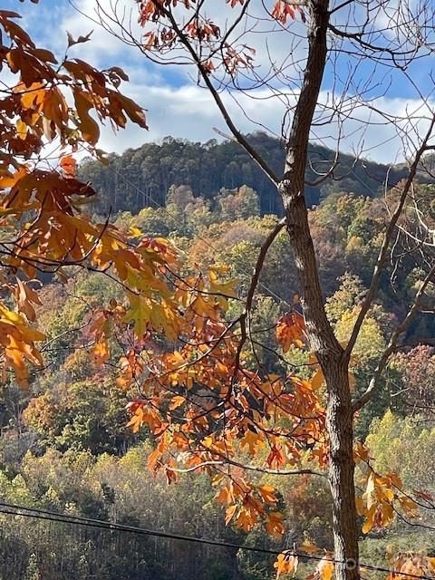 271 Wiggins Road Candler, NC 28715 - Photo 3 of 19 a view of a tree