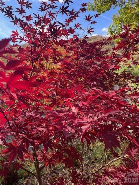 271 Wiggins Road Candler, NC 28715 - Photo 6 of 19 a view of a tree