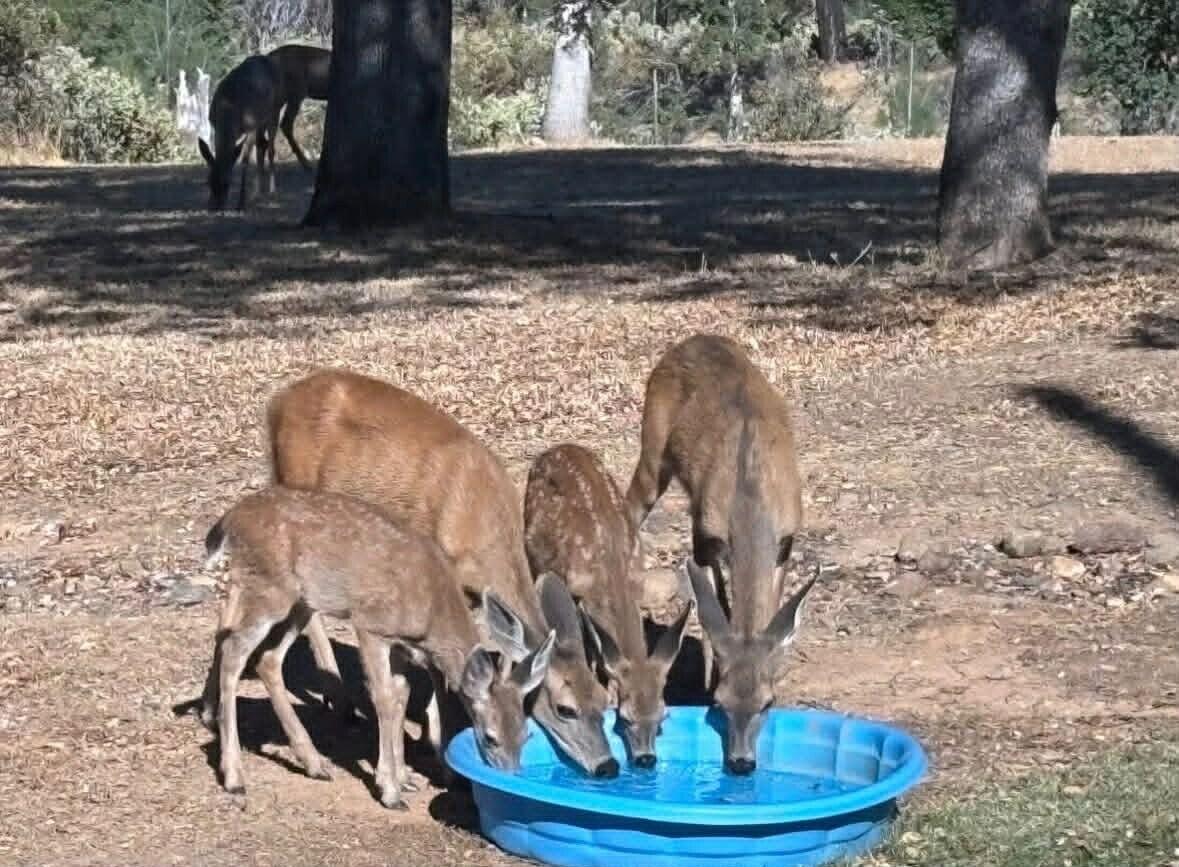 6231 Ridgetop Road Anderson, CA 96007 - Photo 35 of 48 5