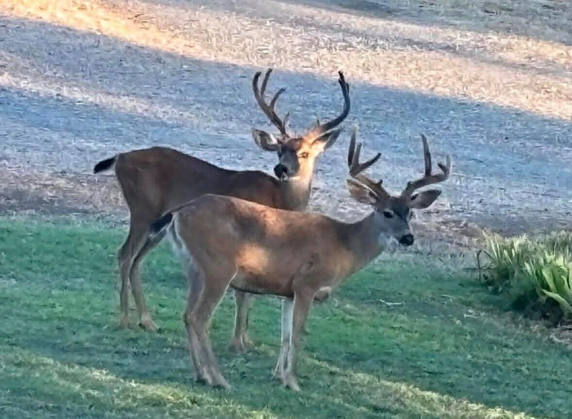 6231 Ridgetop Road Anderson, CA 96007 - Photo 36 of 48 8