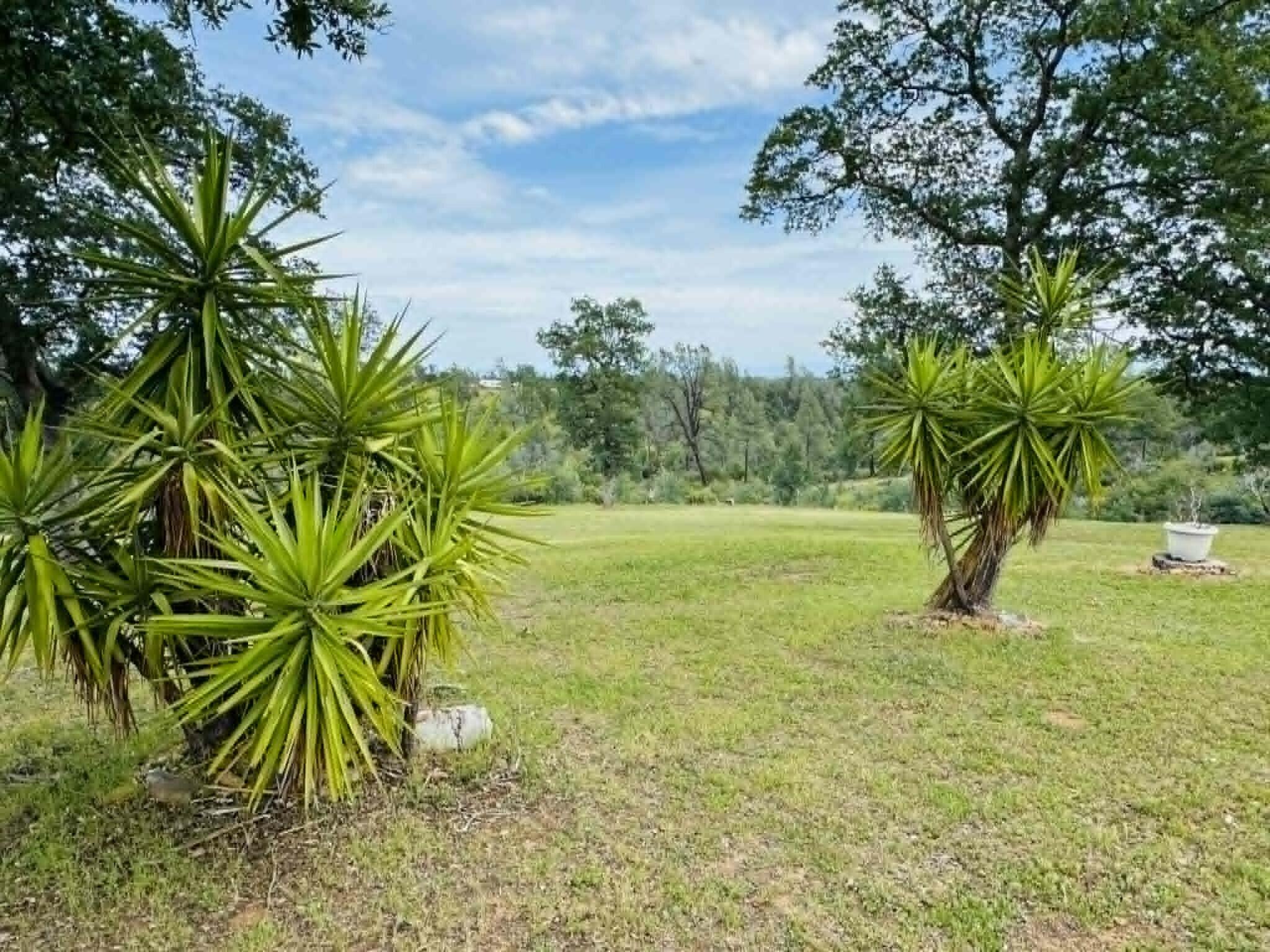 6231 Ridgetop Road Anderson, CA 96007 - Photo 48 of 49 a view of a garden