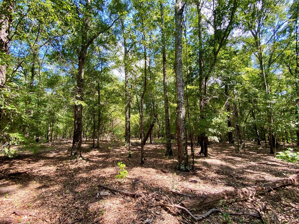 109 Cattle Gap Road Cuthbert, GA 39840 - Photo 43 of 58 Gallery Image 43