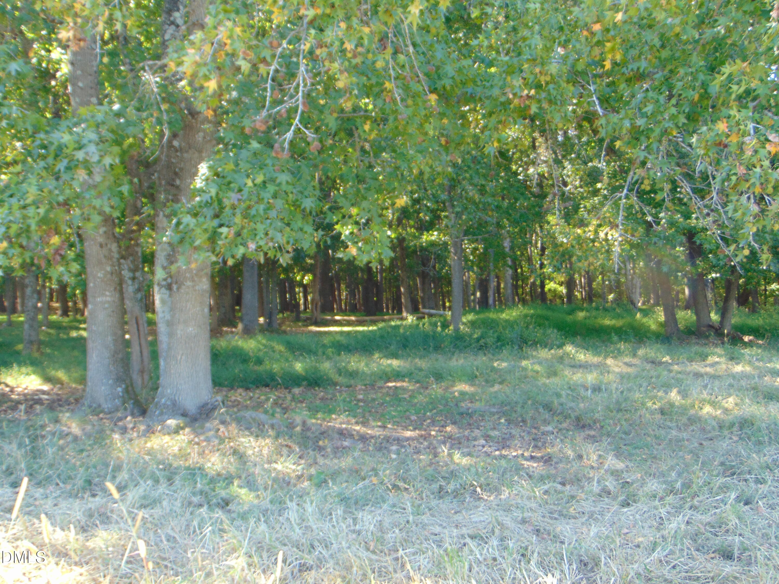 4067 Chewning Road Oxford, NC 27565 - Photo 55 of 82 a view of a yard with plants and trees