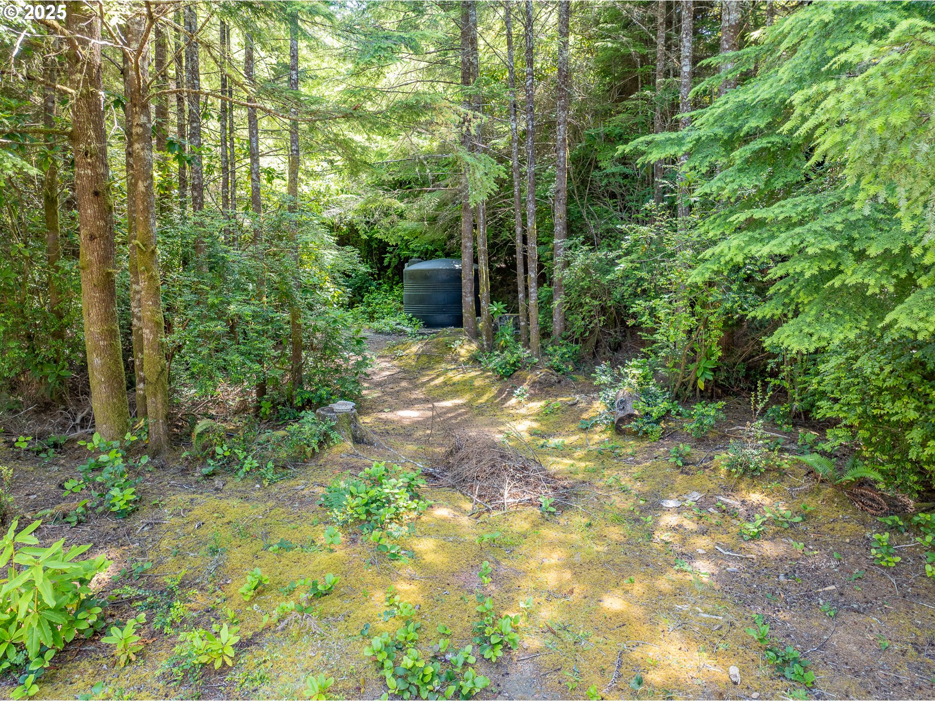 56399 Christopher Road Bandon, OR 97411 - Photo 25 of 34 a view of a yard with plants and large trees