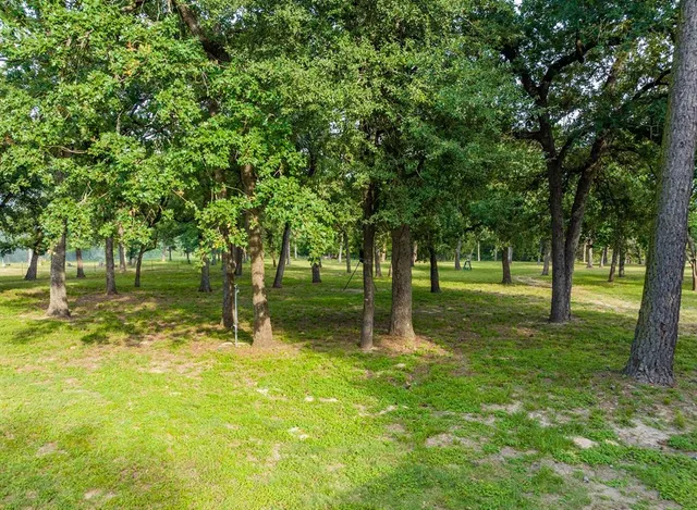 a view of a tree in a yard