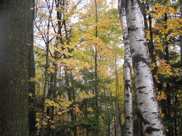 Lot 3 Log Inn Trail Egg Harbor, WI 54209 - Photo 1 of 1