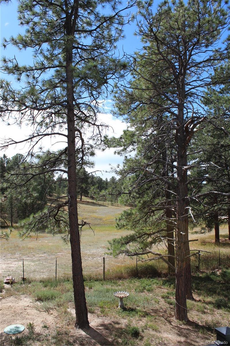 37622 Sable Ridge Road Elizabeth, CO 80107 - Photo 30 of 32 a view of a tree in a yard