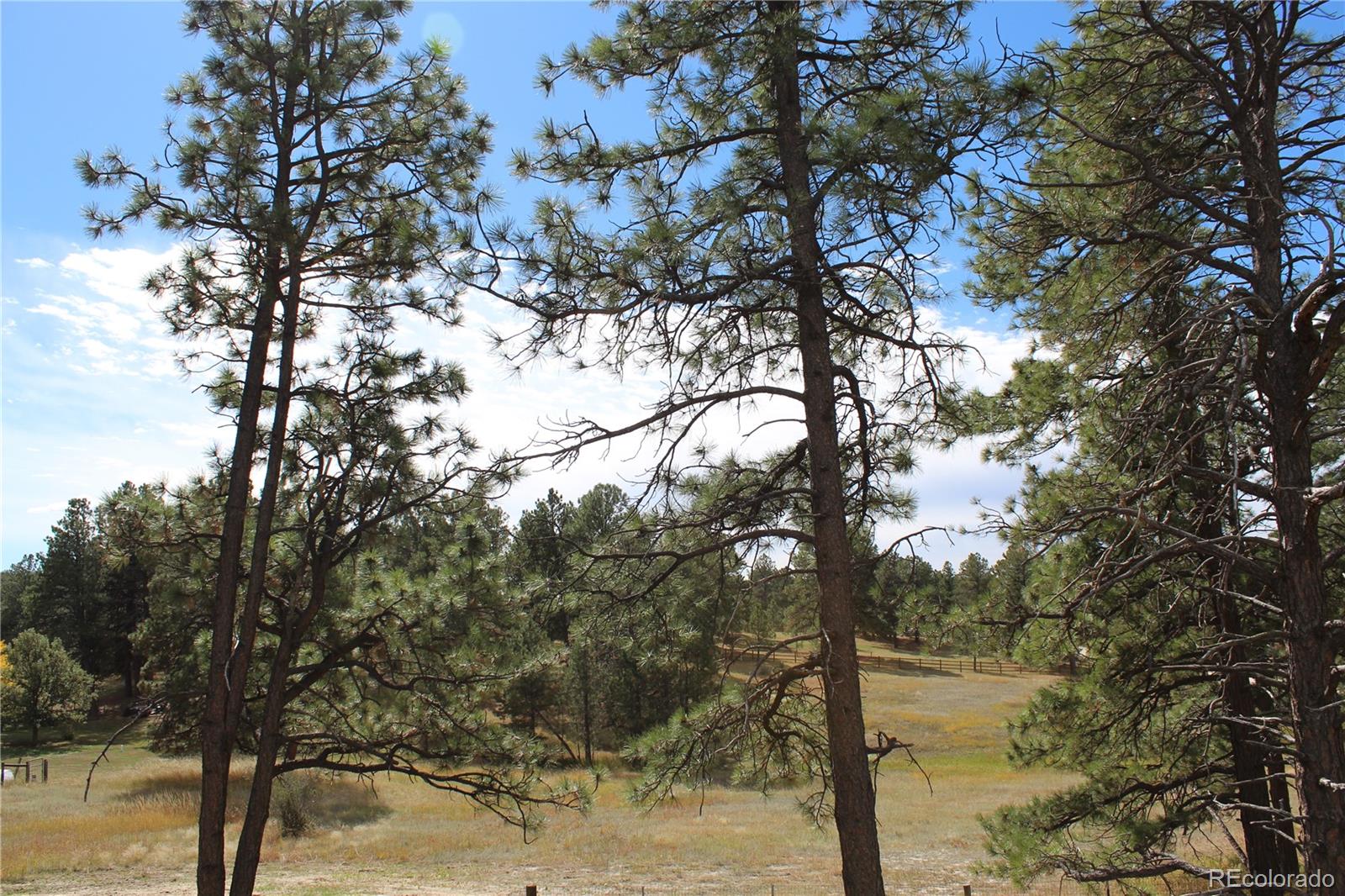 37622 Sable Ridge Road Elizabeth, CO 80107 - Photo 31 of 32 a view of a forest filled with trees