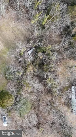 a close up of a plant in a field