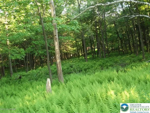 a view of a lush green forest