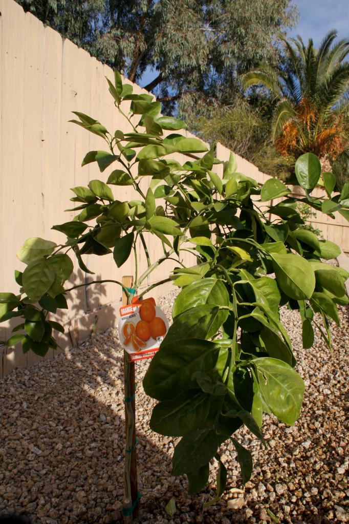 1226 East Utopia Road Phoenix, AZ 85024 - Photo 36 of 38 Fruit Trees