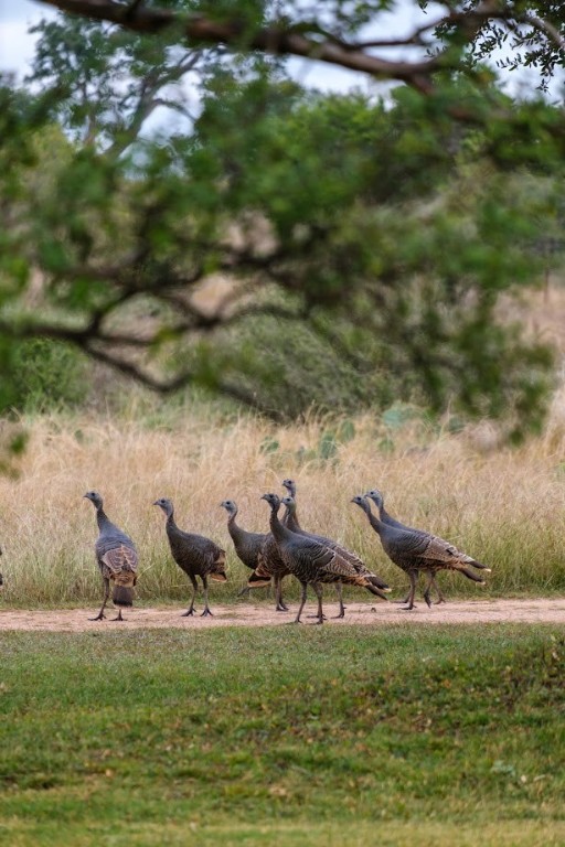 997 Big Sandy Road Johnson City, TX 78636 - Photo 23 of 33 a view of a lake from outdoor space