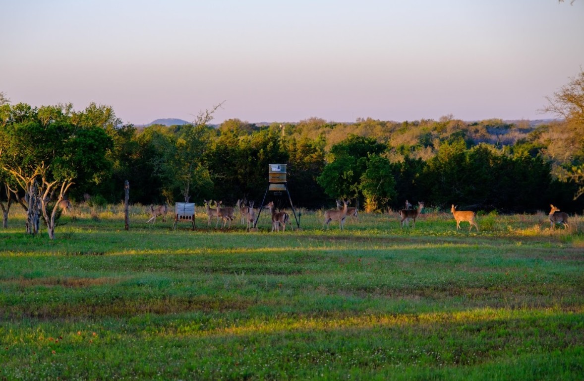 997 Big Sandy Road Johnson City, TX 78636 - Photo 24 of 33 a garden view