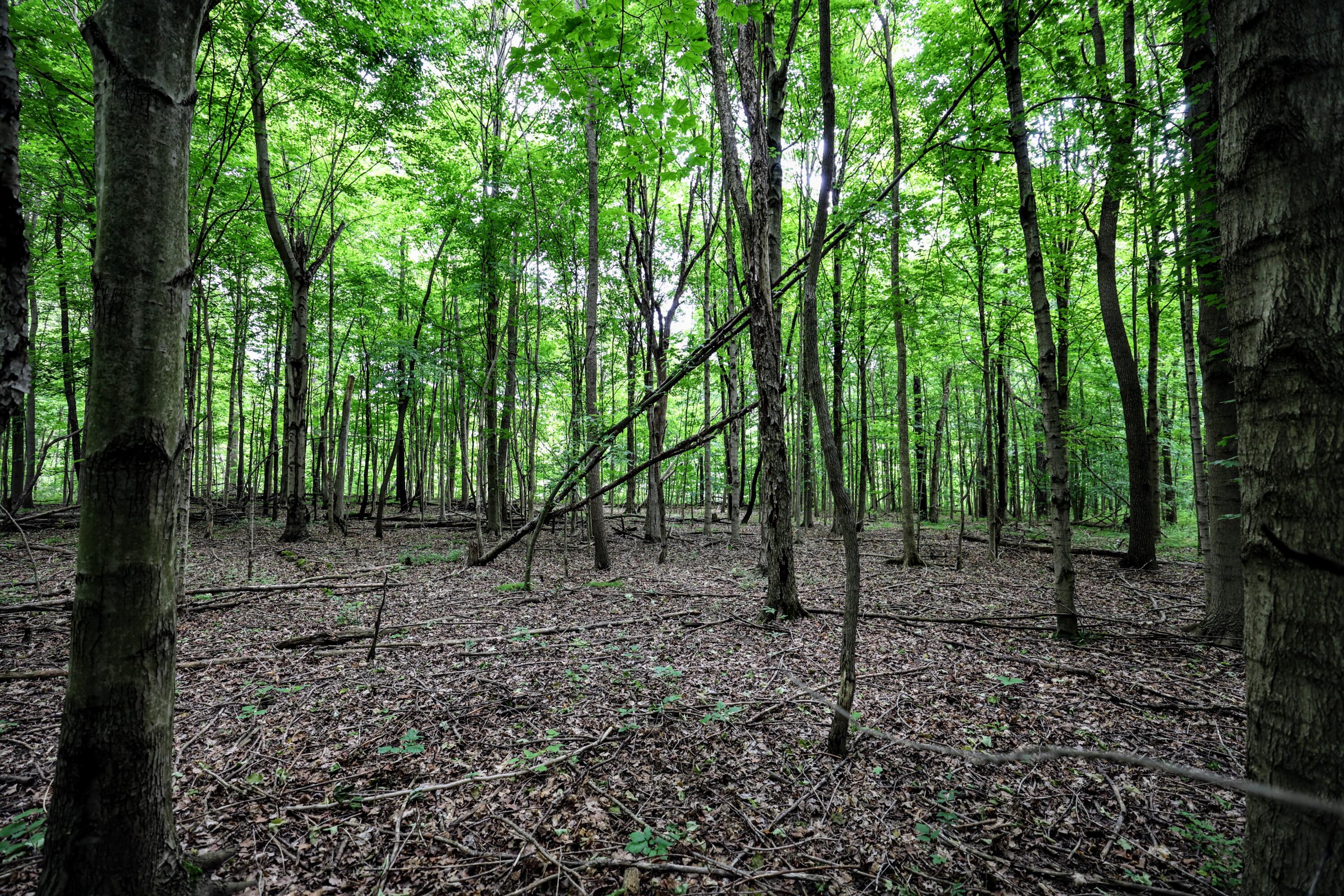 Vl Black River Road Bangor, MI 49013 - Photo 17 of 54 17