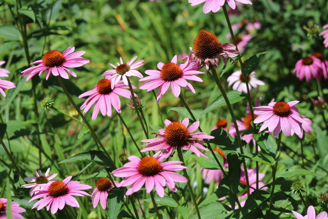 272 Bluebird Road Northeast Floyd, VA 24091 - Photo 62 of 62 Perennials