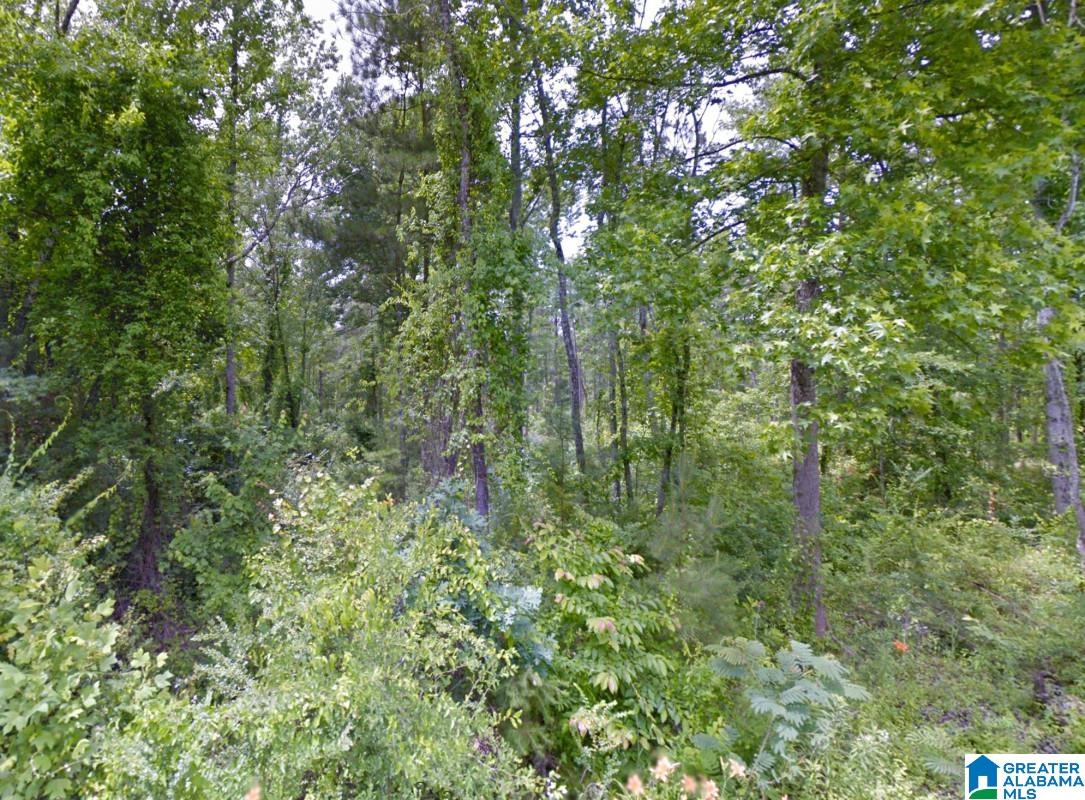 0 Bron Holmes Road Falkville, AL 35622 - Photo 6 of 14
