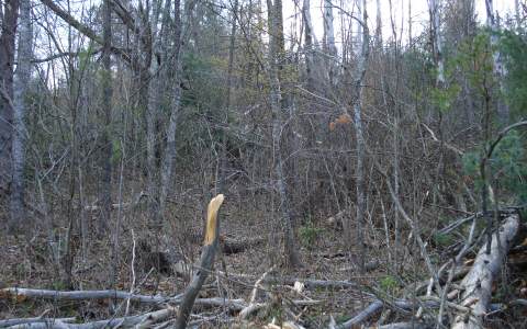 2 Hawks Claw Road Morganton, GA 30560 - Photo 1 of 1 Main View