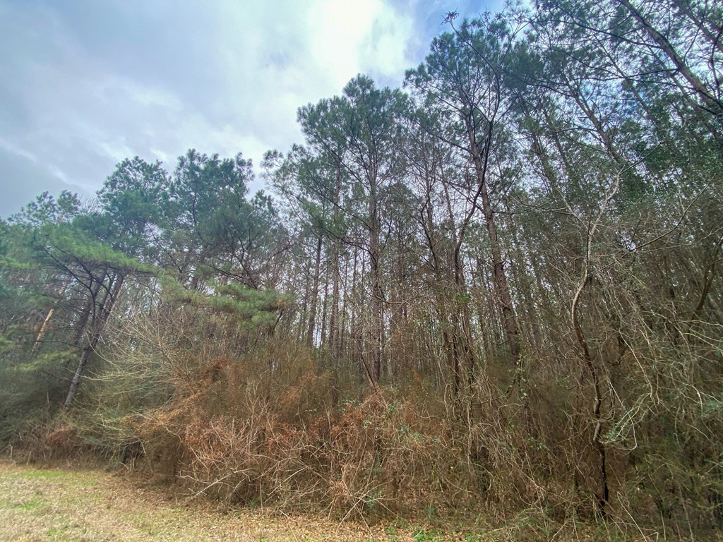 0 Atkinson Road Ruth, MS 39662 - Photo 12 of 30 Photo 12