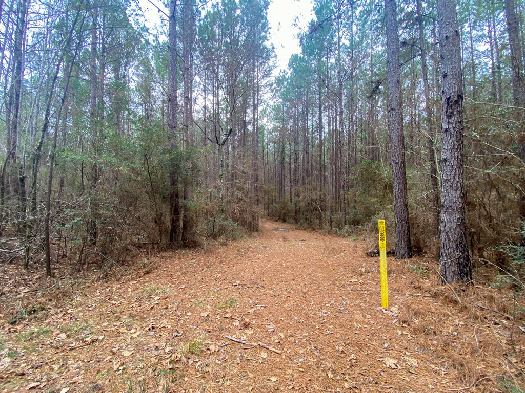 0 Atkinson Road Ruth, MS 39662 - Photo 16 of 30 Photo 16