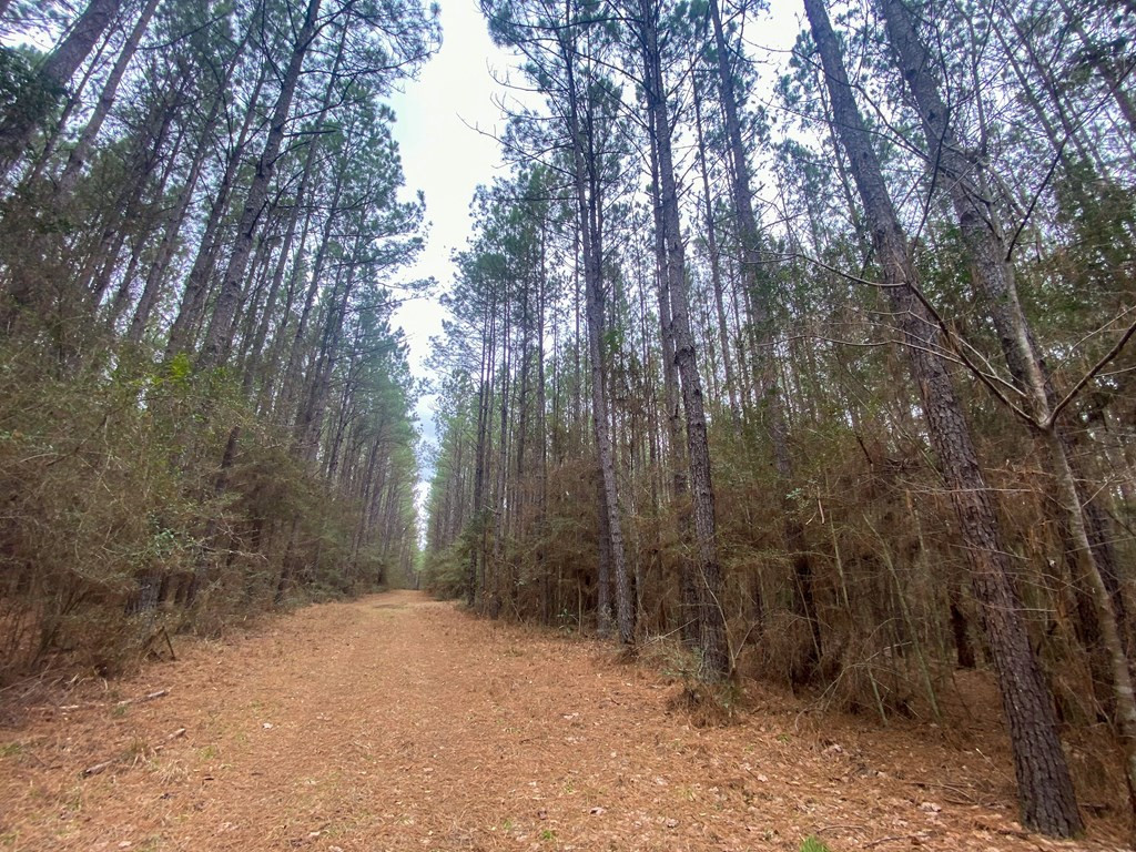 0 Atkinson Road Ruth, MS 39662 - Photo 21 of 30 Photo 21
