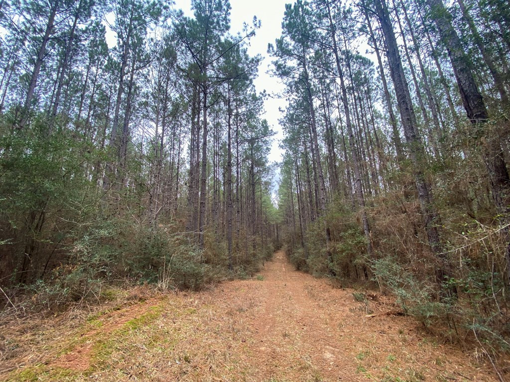 0 Atkinson Road Ruth, MS 39662 - Photo 22 of 30 Photo 22