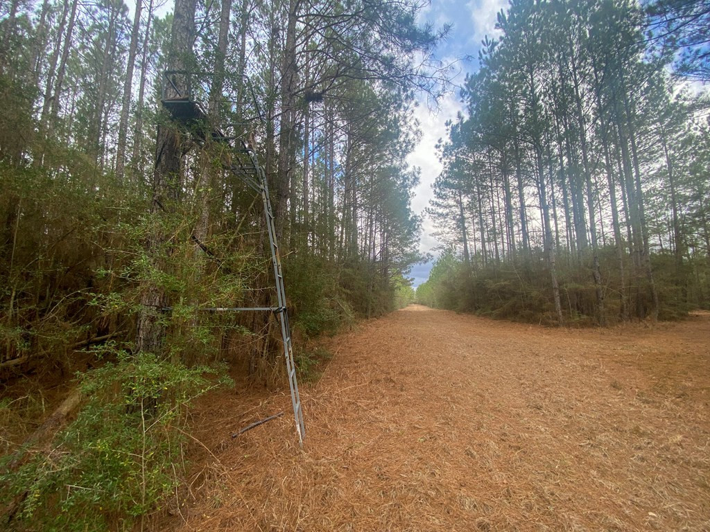 0 Atkinson Road Ruth, MS 39662 - Photo 28 of 30 Photo 28