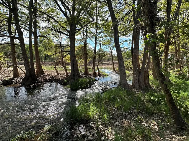 a view of water with large trees