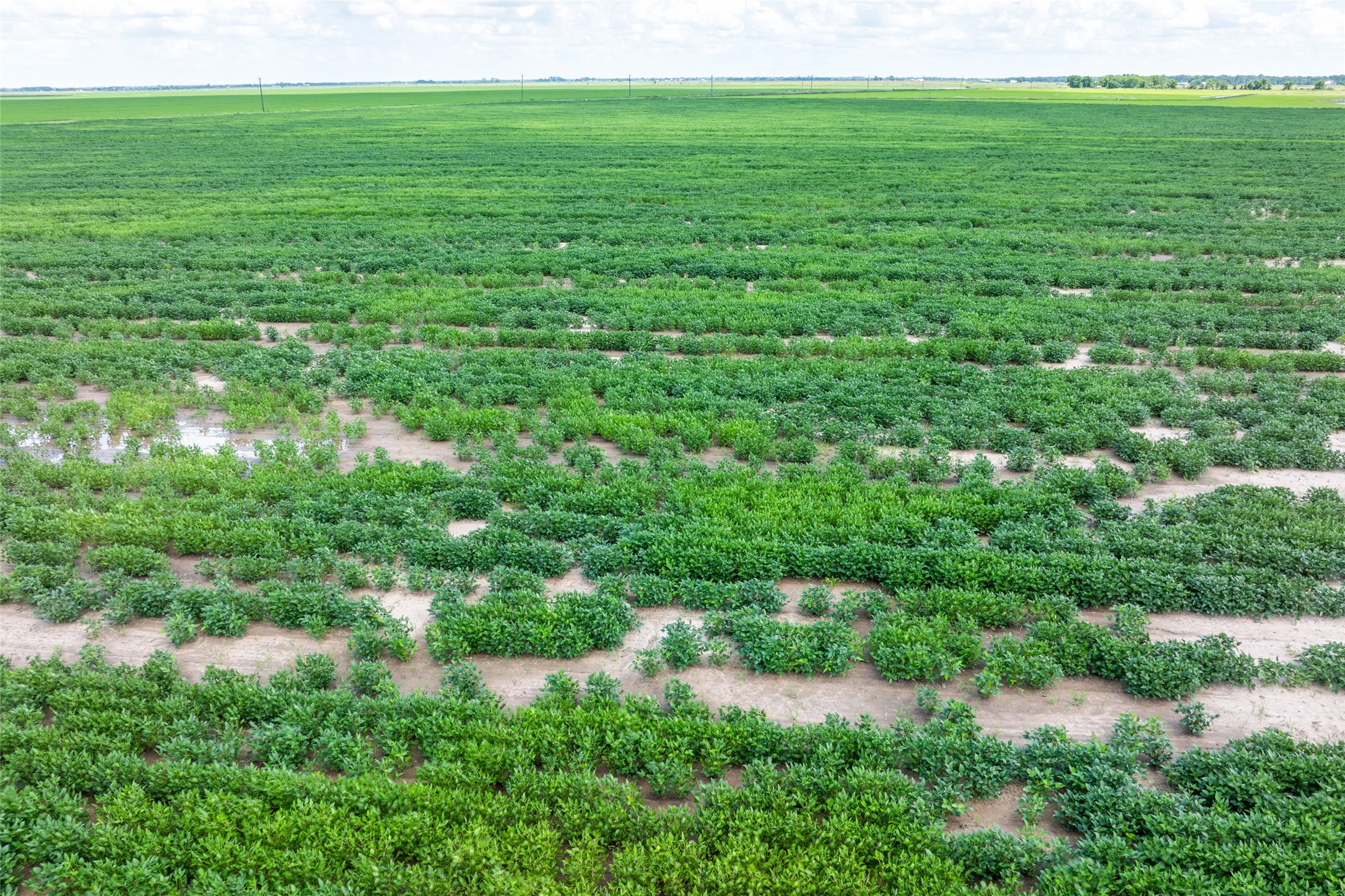 0 Cr 285 Lissie Tx 77454 East Bernard, TX 77435 - Photo 16 of 18 a view of a garden with a lake