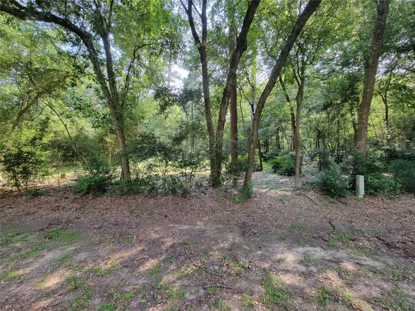 a view of a forest with trees in the background