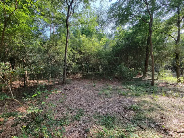 a view of a forest with trees in the background
