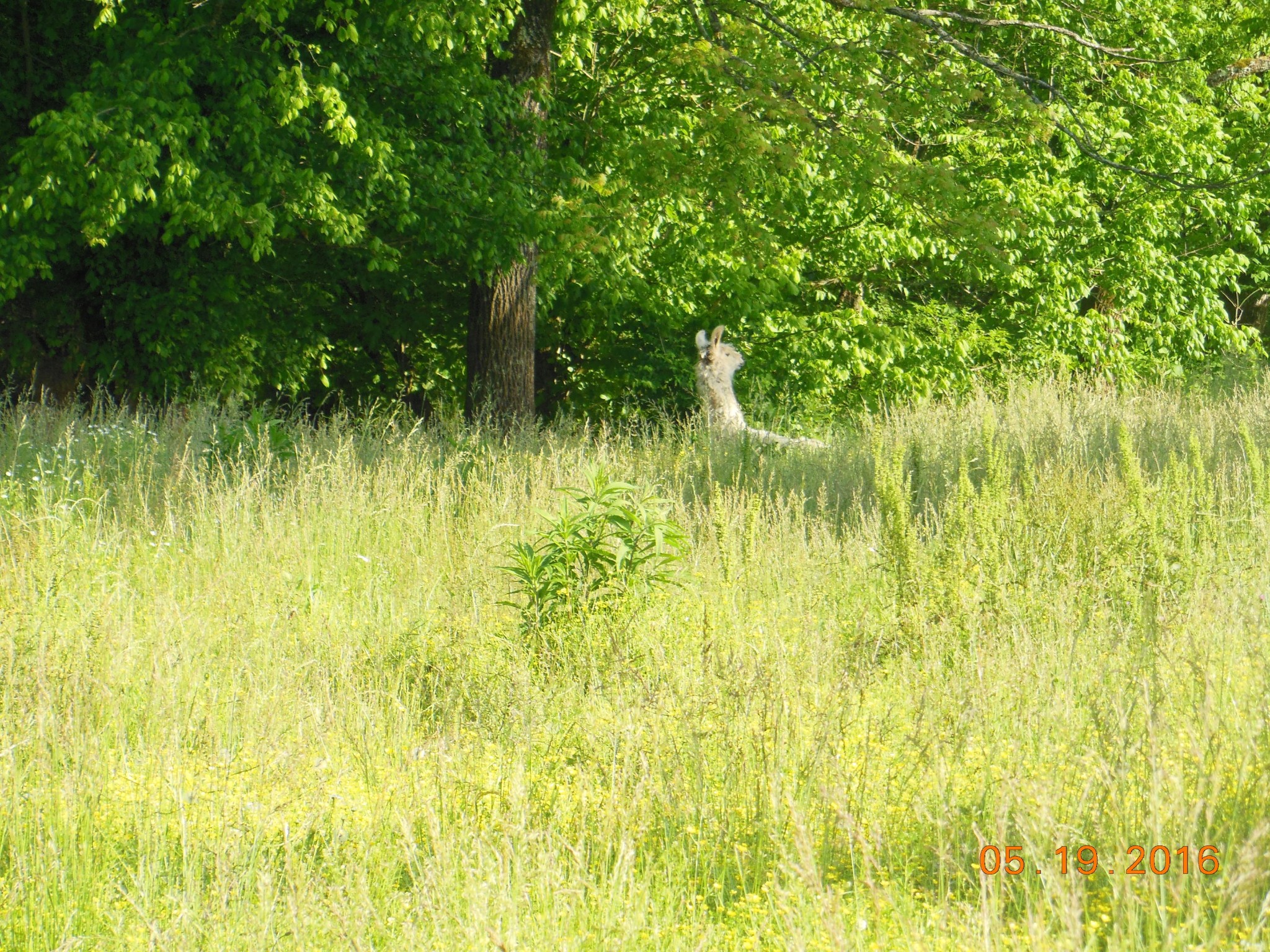 0 Old Athens Road Madisonville, TN 37354 - Photo 16 of 24 Gallery Image 16