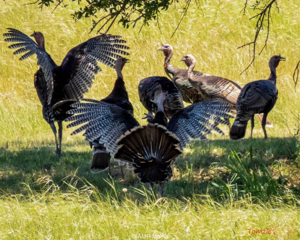 4538 County Road 463 Rule, TX 79548 - Photo 17 of 40 Rio Grande Turkeys