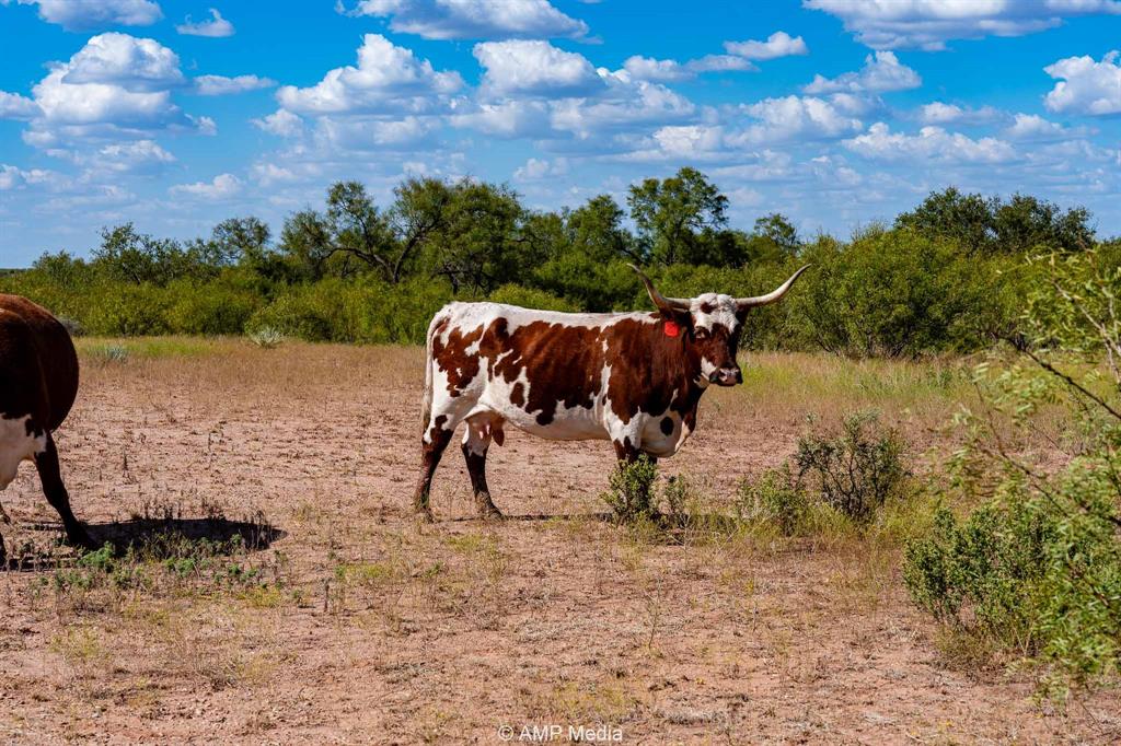 4538 County Road 463 Rule, TX 79548 - Photo 33 of 40