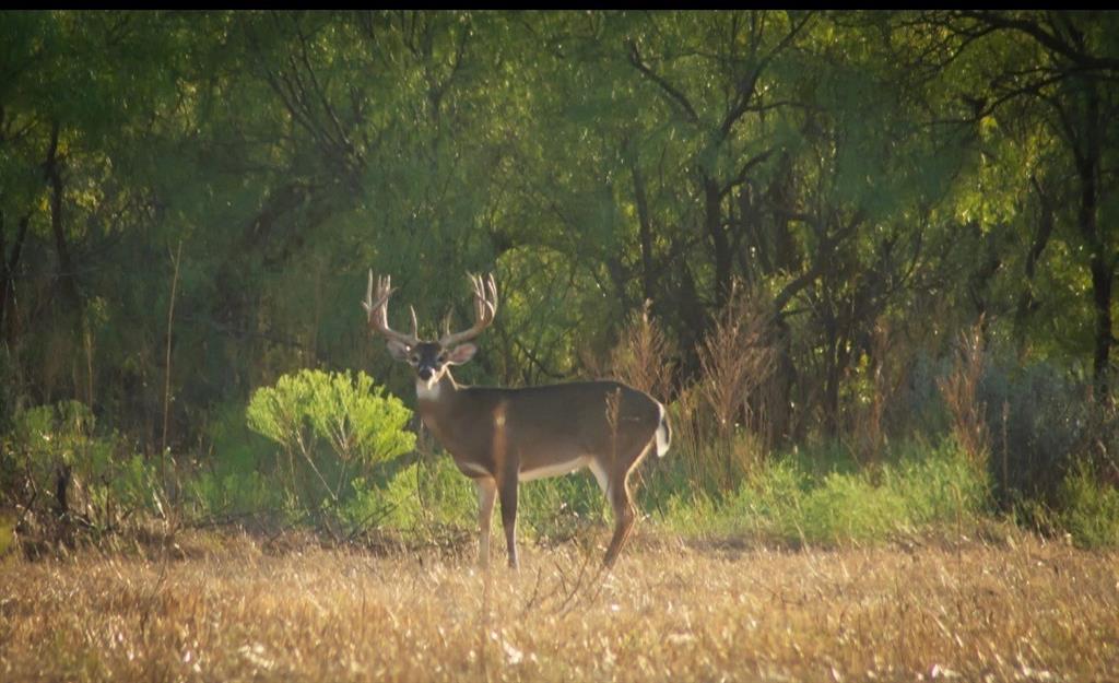 4538 County Road 463 Rule, TX 79548 - Photo 40 of 40