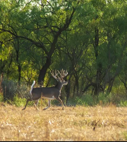 a view of outdoor space yard and tree