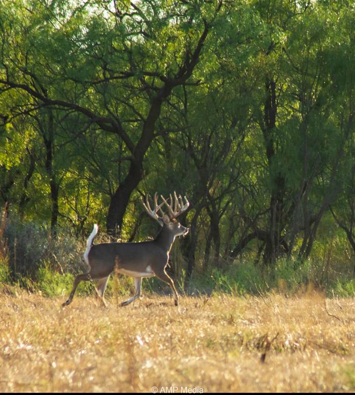 4538 County Road 463 Rule, TX 79548 - Photo 5 of 40 Abundant whitetail deer