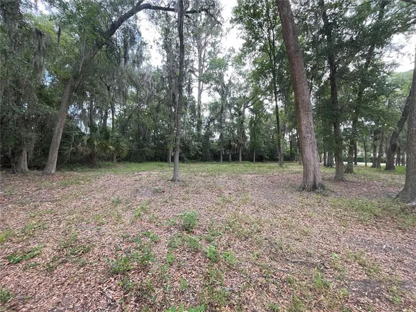 a view of a trees in a yard