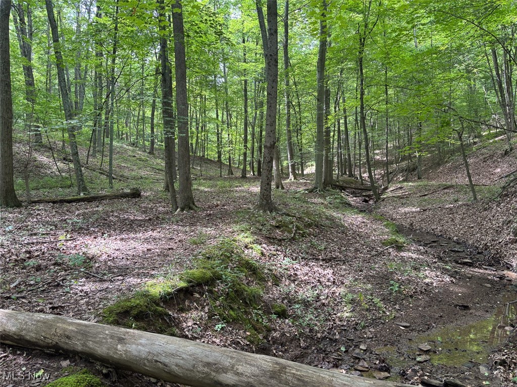 82755 Laughlin Road Tippecanoe, OH 44699 - Photo 18 of 35 View of woods