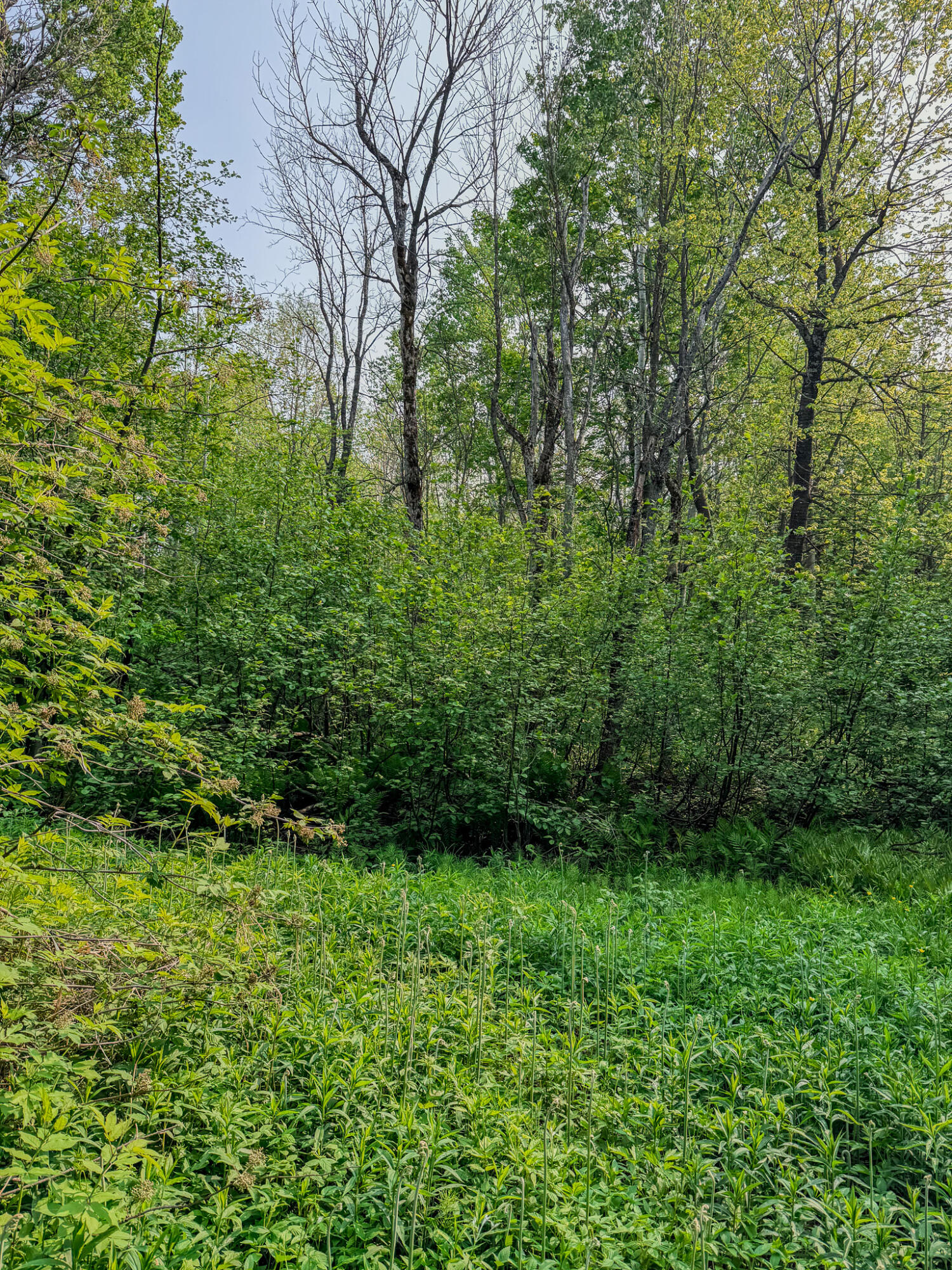 30659 Townline Road, Unit LOT 4 Ontonagon, MI 49953 - Photo 11 of 32 IMG_1685