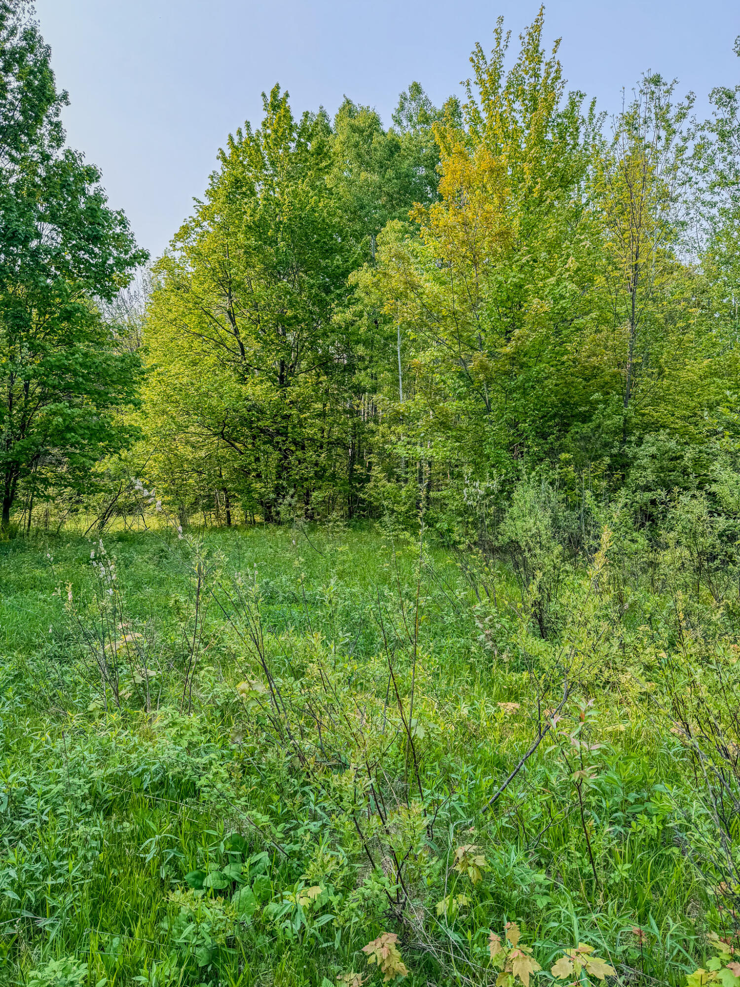 30659 Townline Road, Unit LOT 4 Ontonagon, MI 49953 - Photo 12 of 32 IMG_1691