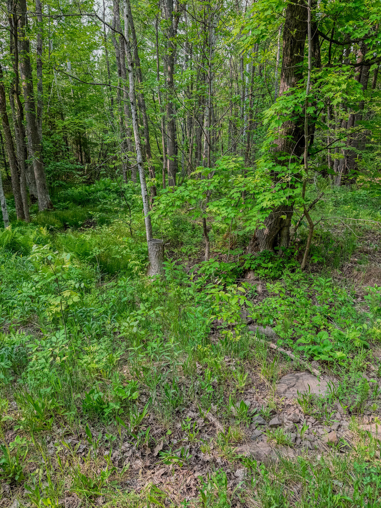 30659 Townline Road, Unit LOT 4 Ontonagon, MI 49953 - Photo 15 of 32 IMG_1701