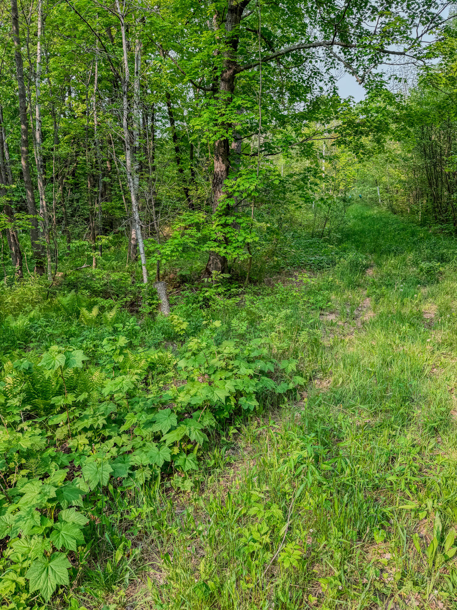 30659 Townline Road, Unit LOT 4 Ontonagon, MI 49953 - Photo 16 of 32 IMG_1704