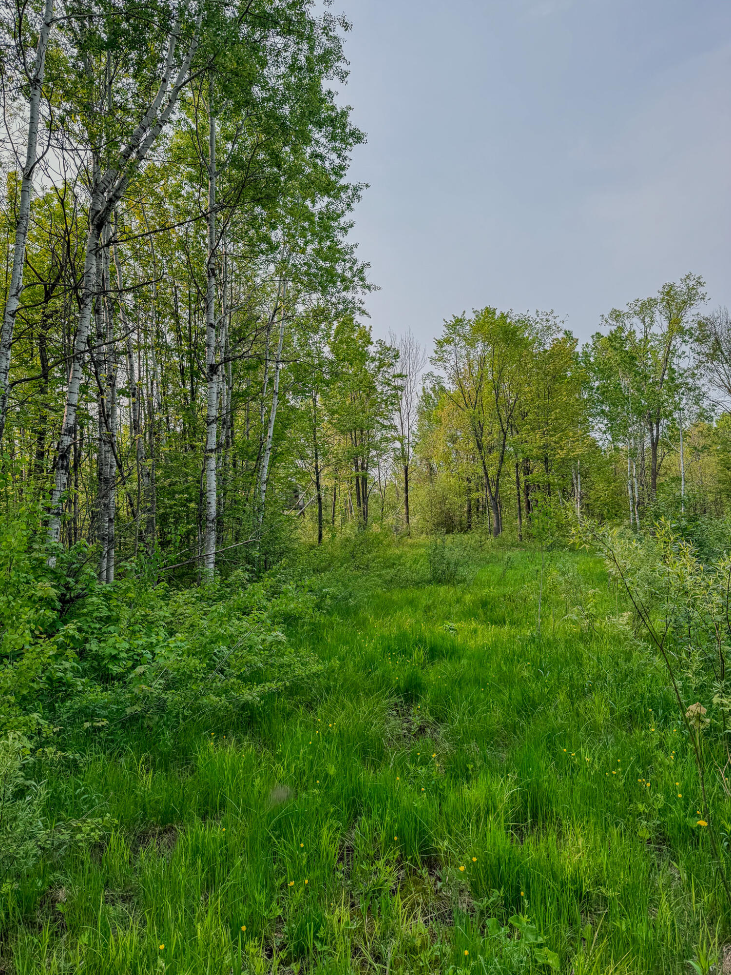 30659 Townline Road, Unit LOT 4 Ontonagon, MI 49953 - Photo 19 of 32 IMG_1712