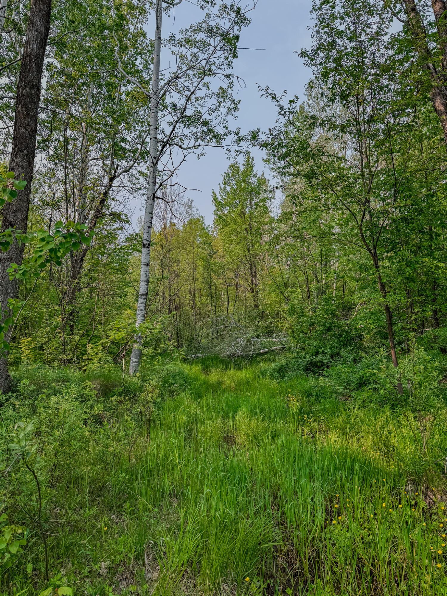 30659 Townline Road, Unit LOT 4 Ontonagon, MI 49953 - Photo 24 of 32 IMG_1726